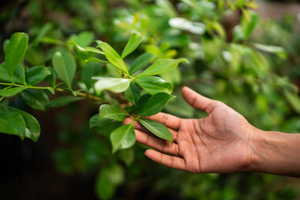 How Our Tree Care Process Works  in  Brilliant, OH